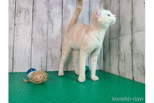 成約済の三重県のアメリカンショートヘア-93006の2枚目