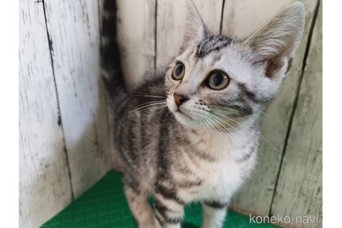 成約済の三重県のアメリカンショートヘア-93381の1枚目