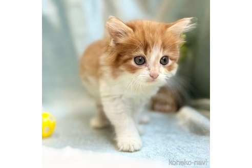 成約済の神奈川県のスコティッシュフォールド-95289の4枚目
