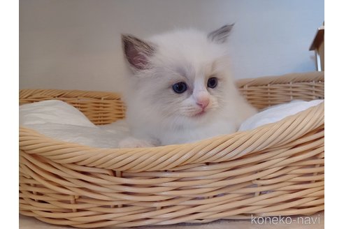 成約済の東京都のラグドール-95290の10枚目