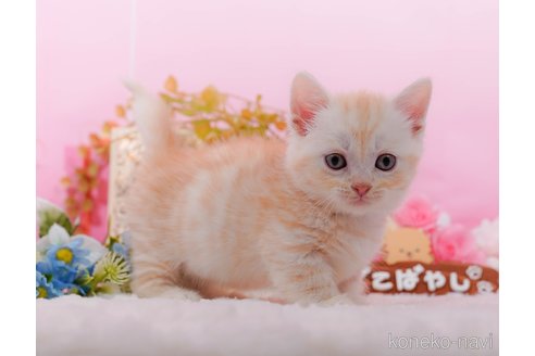 成約済の東京都のマンチカン(短足)-95297の6枚目