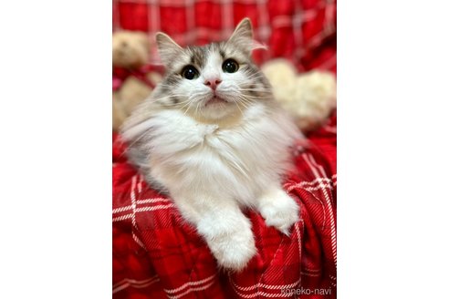 成約済の兵庫県のノルウェージャンフォレストキャット-94772の1枚目