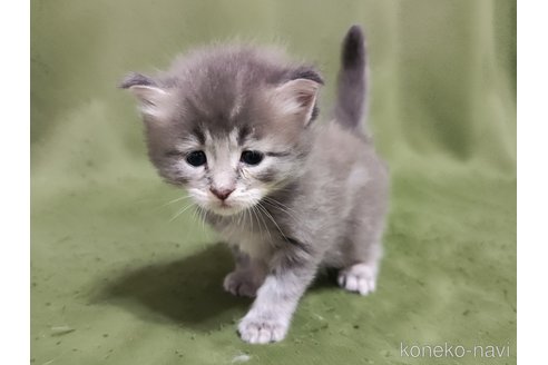 成約済の千葉県のメインクーン-95314の3枚目