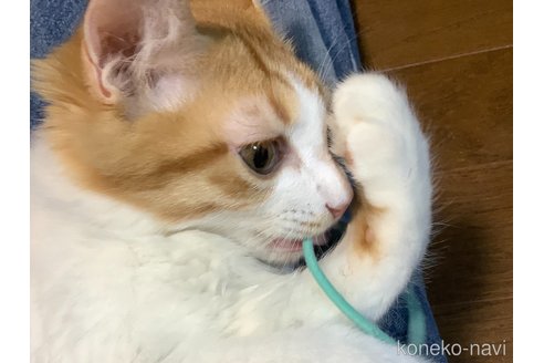 成約済の群馬県のマンチカン-95322の6枚目