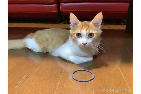 成約済の群馬県のマンチカン-95322の4枚目