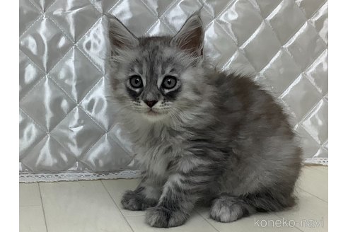 成約済の群馬県のメインクーン-95323の2枚目