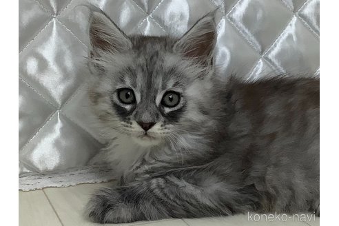 成約済の群馬県のメインクーン-95323の1枚目