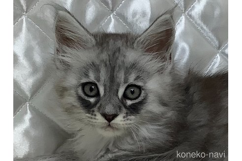 成約済の群馬県のメインクーン-95323の4枚目