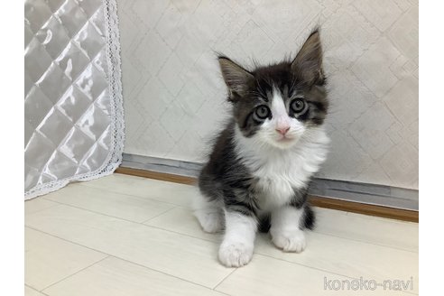 成約済の群馬県のメインクーン-95325の3枚目