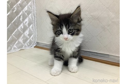 成約済の群馬県のメインクーン-95325の4枚目