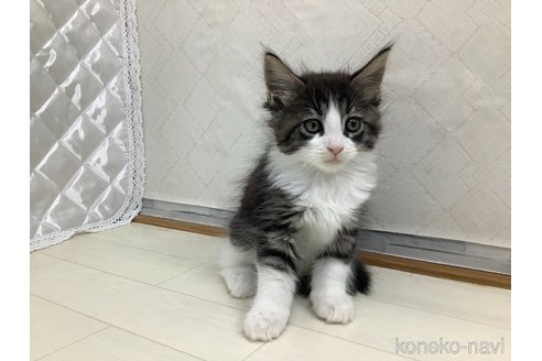 成約済の群馬県のメインクーン-95325の2枚目