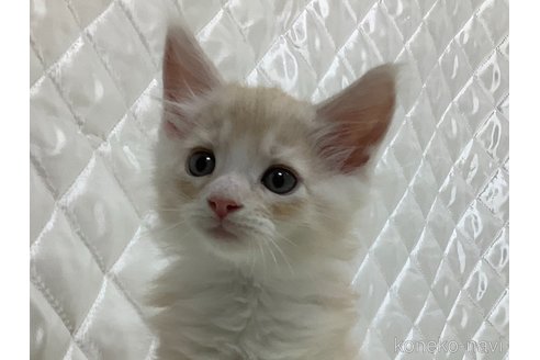 成約済の群馬県のメインクーン-95326の1枚目