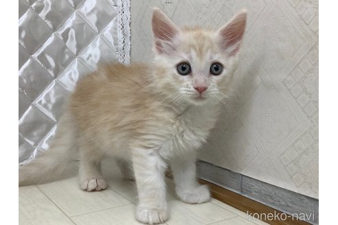 成約済の群馬県のメインクーン-95327の2枚目