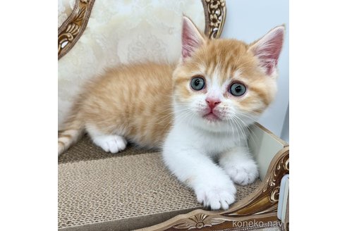 成約済の愛知県のスコティッシュフォールド-95328の2枚目