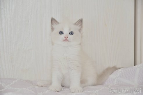 成約済の宮城県のラグドール-95351の3枚目