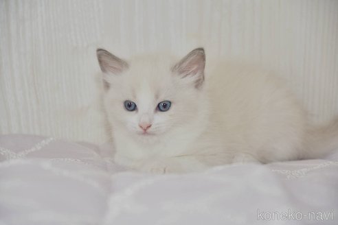 成約済の宮城県のラグドール-95351の2枚目