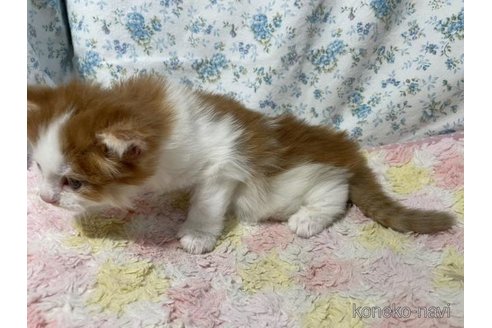 成約済の京都府のノルウェージャンフォレストキャット-95379の5枚目