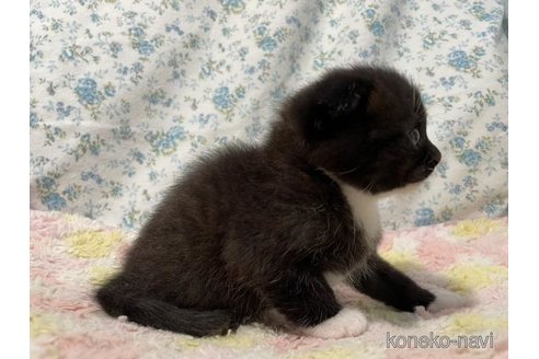 成約済の京都府のスコティッシュフォールド(折れ耳)-95382の4枚目