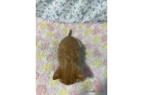 成約済の京都府のスコティッシュフォールド-95383の4枚目