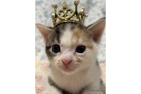 成約済の京都府のスコティッシュフォールド-95384の4枚目