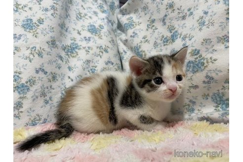 成約済の京都府のスコティッシュフォールド-95384の5枚目