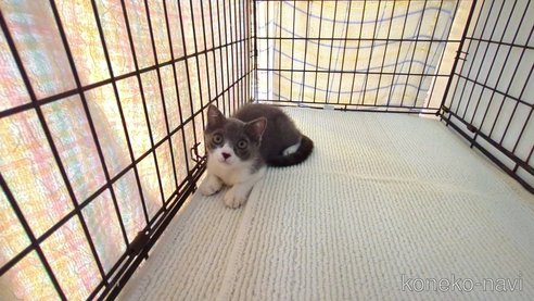 成約済の茨城県のブリティッシュショートヘア-95396