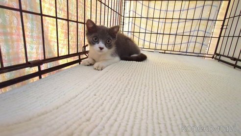 成約済の茨城県のブリティッシュショートヘア-95396の5枚目