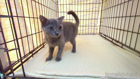 成約済の茨城県のブリティッシュショートヘア-95398の7枚目