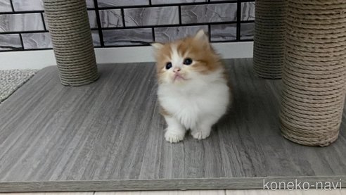 成約済の福岡県のマンチカン(短足)-95400の5枚目