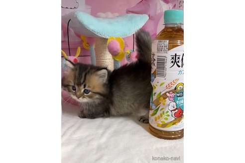 成約済の千葉県のミヌエット(短足)-95433の4枚目
