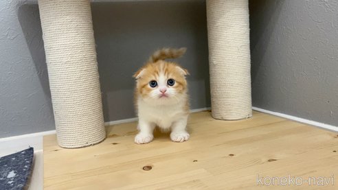 成約済の福岡県のマンチカン(短足)-95437の2枚目
