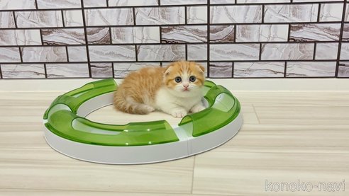 成約済の福岡県のマンチカン(短足)-95437の4枚目