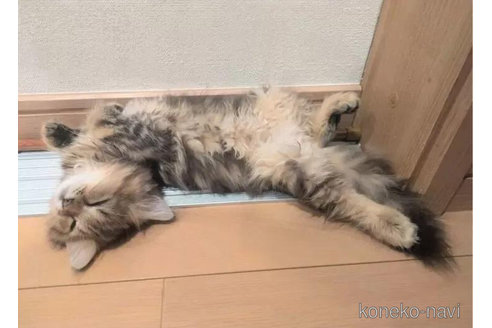 成約済の埼玉県のミヌエット-95450の4枚目