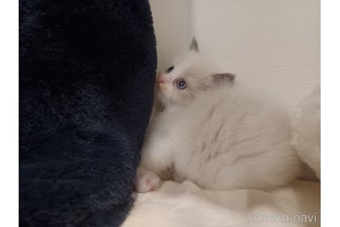 成約済の東京都のラグドール-95456の3枚目