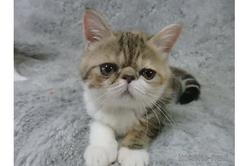 成約済の神奈川県のエキゾチックショートヘア-91298の21枚目