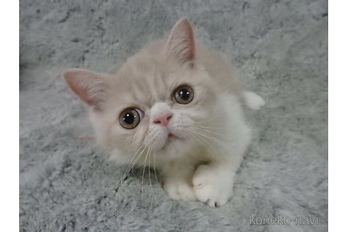 成約済の神奈川県のエキゾチックショートヘア-91447の21枚目