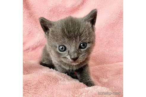 静岡県のシャルトリュー｜男の子・2024/08/21生まれ・希少猫