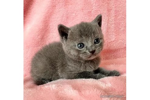成約済の静岡県のシャルトリュー-95476の3枚目