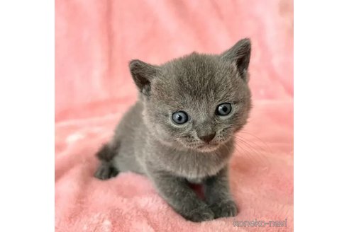 成約済の静岡県のシャルトリュー-95476の1枚目