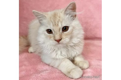 成約済の静岡県のスコティッシュフォールド-95481の2枚目
