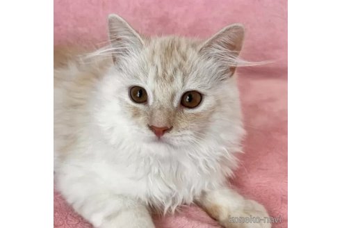 成約済の静岡県のスコティッシュフォールド-95481の1枚目