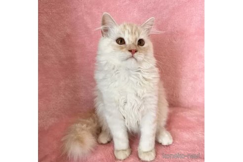 成約済の静岡県のスコティッシュフォールド-95481の5枚目