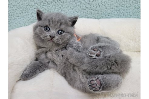 成約済の千葉県のブリティッシュショートヘア-95186の5枚目