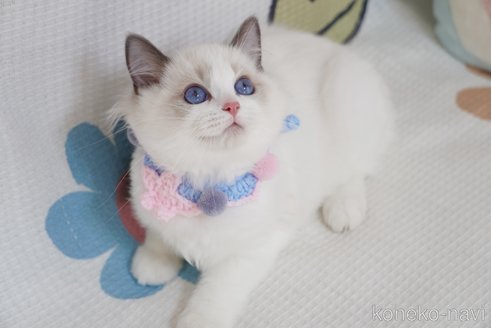 成約済の茨城県のラグドール-95492の4枚目