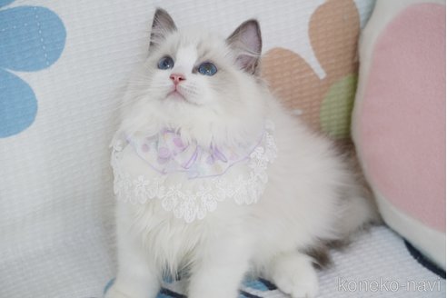成約済の茨城県のラグドール-95495の3枚目