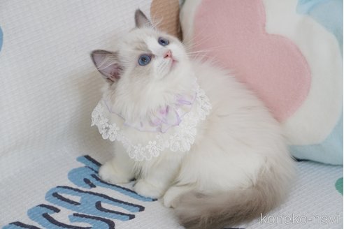 成約済の茨城県のラグドール-95495の4枚目