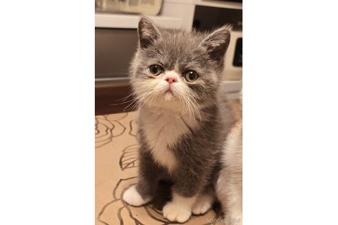 成約済の和歌山県のエキゾチックショートヘア-92566