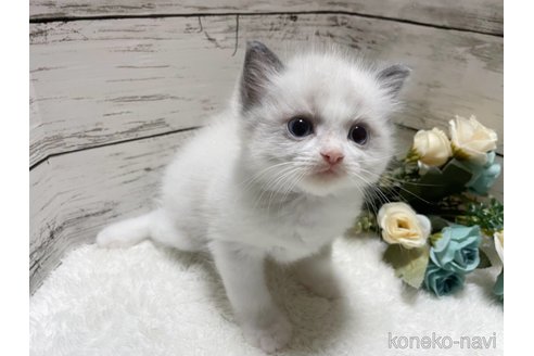 成約済の茨城県のラグドール-95547の2枚目