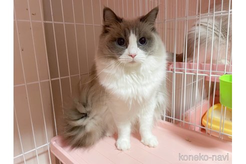 フィーユちゃん1枚目