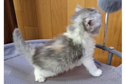 成約済の栃木県のサイベリアン-94986の6枚目
